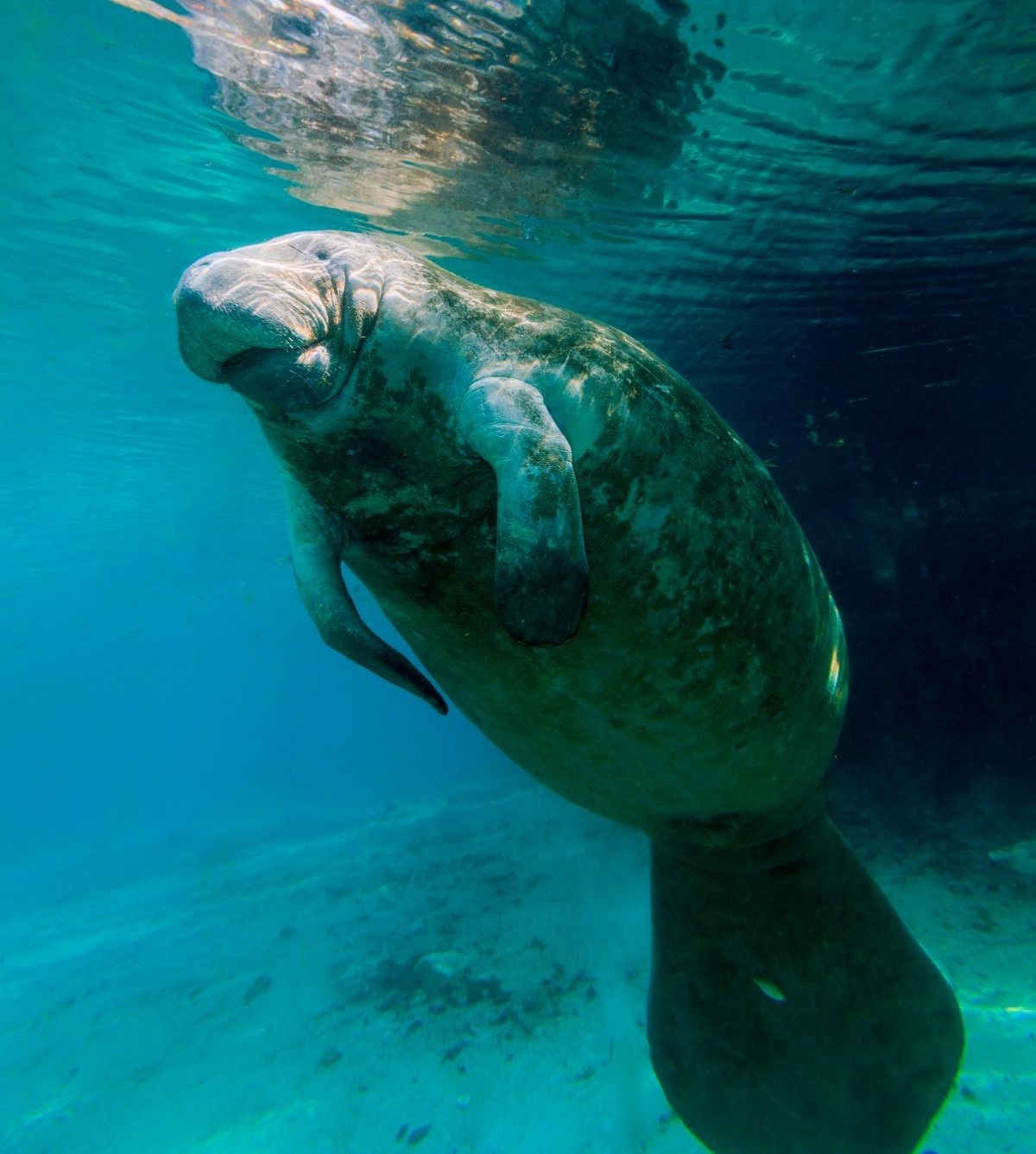 Swim with Manatees Florida