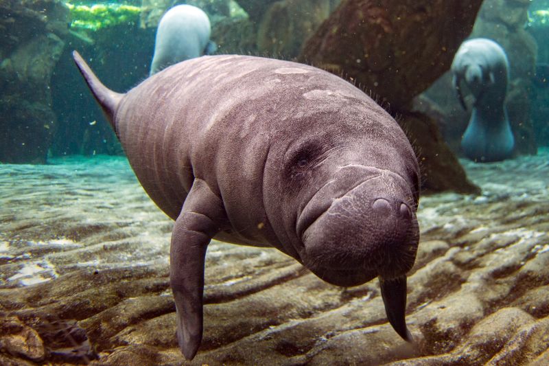 Manatee Swimming Florida