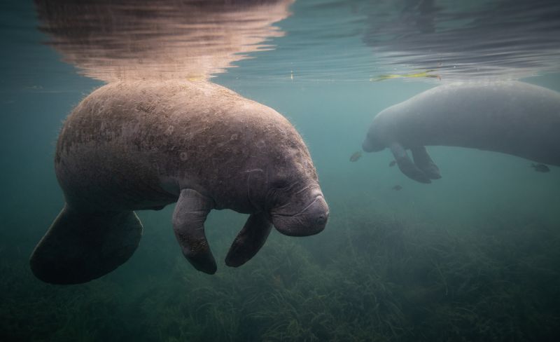 Save the Manatees