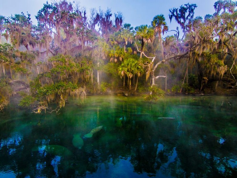 Blue Spring Manatees