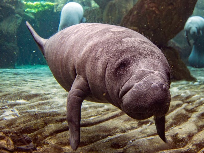 Blue Spring State Park Manatee