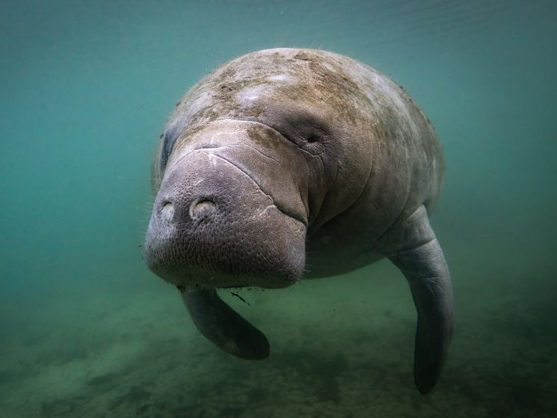 Manatee Springs State Park