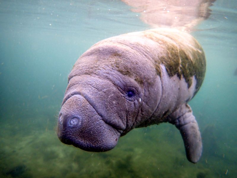 Silver Springs Manatee