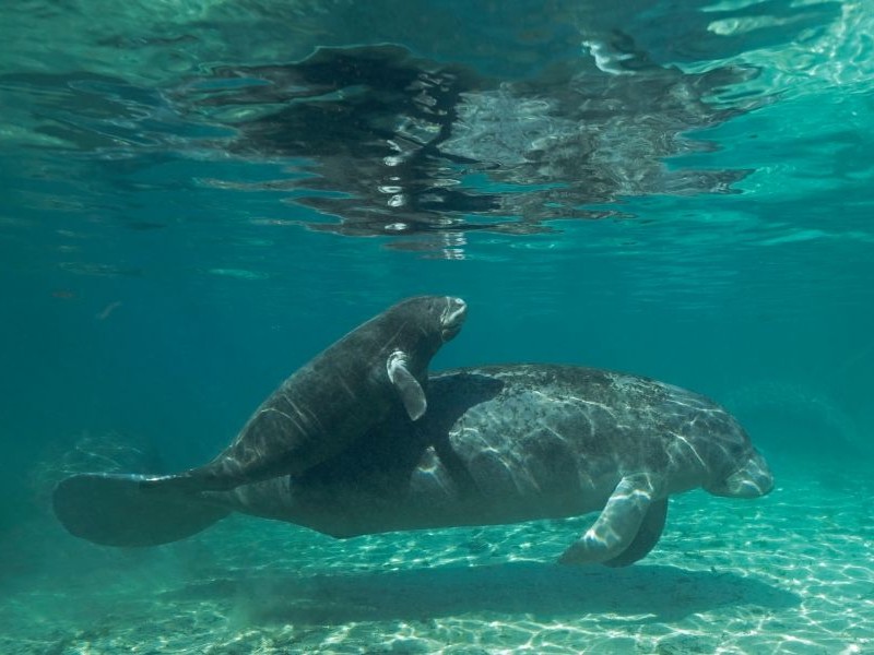 Three Sisters Springs Manatee