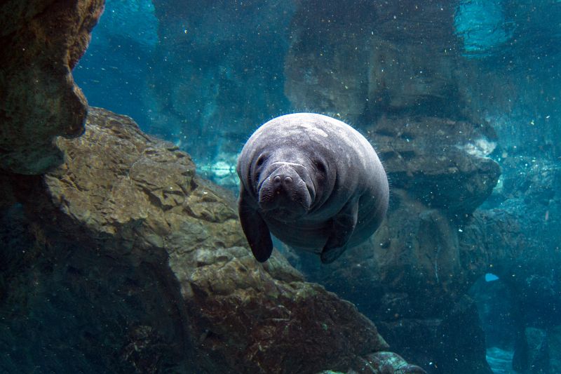 Crystal River Manatee